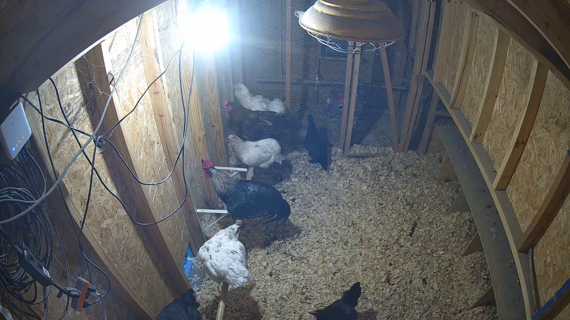 Three chickens ruling the coop at 8:02 PM
