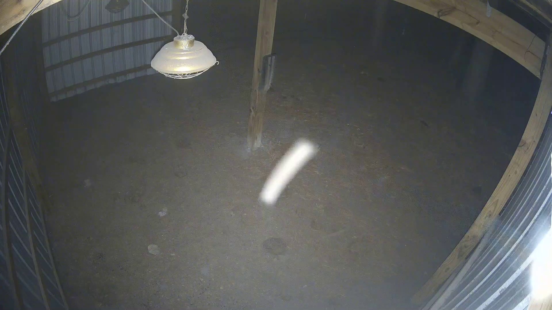 Lone goat’s late-night barn shift
