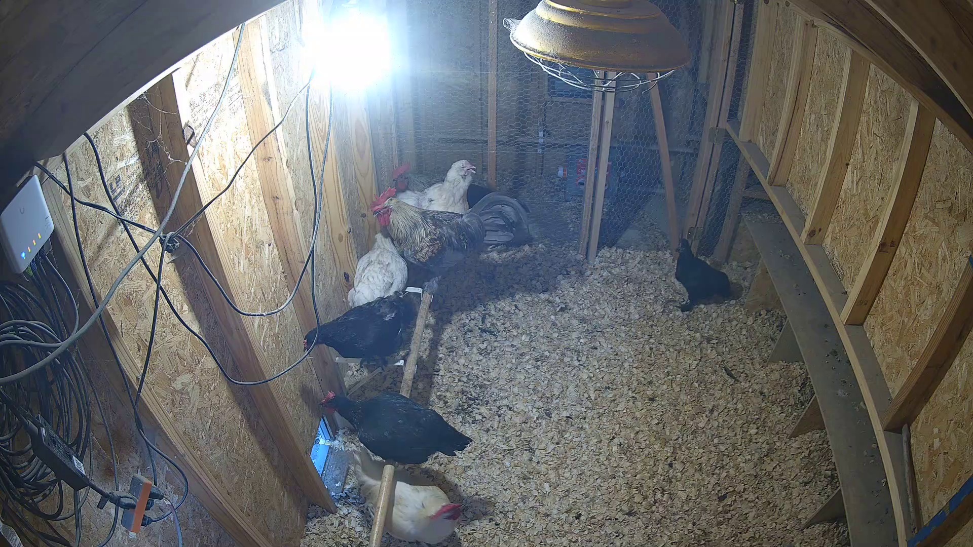 Three chickens report for coop duty