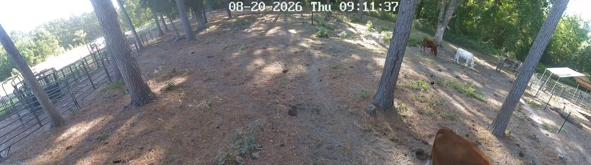 Two cows: Pasture 1’s 9:10 highlight