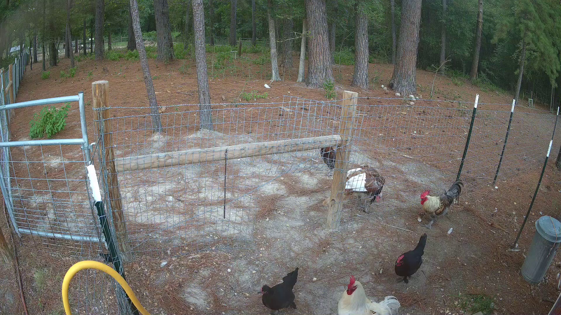 Two Early Birds Claim Pasture 2b