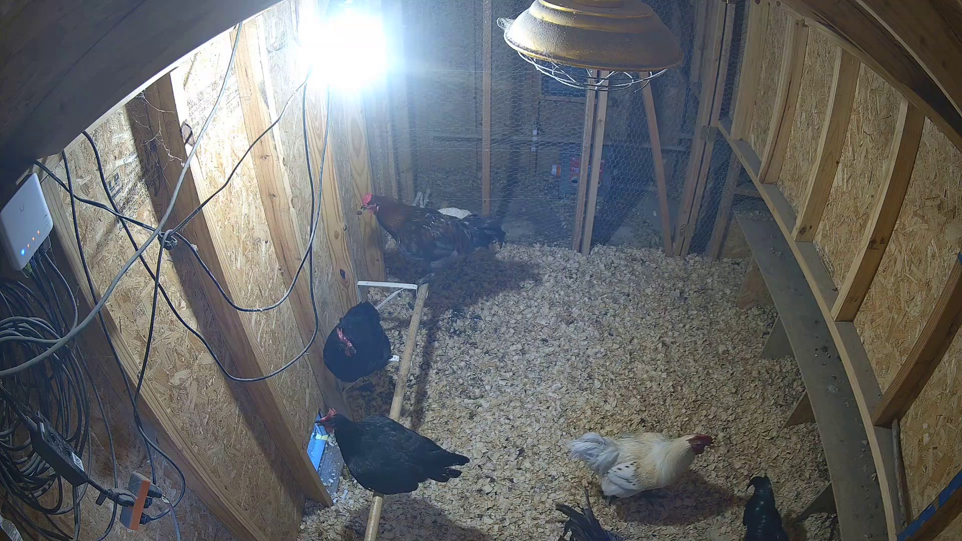 Two chickens, coop party at 7:46 PM