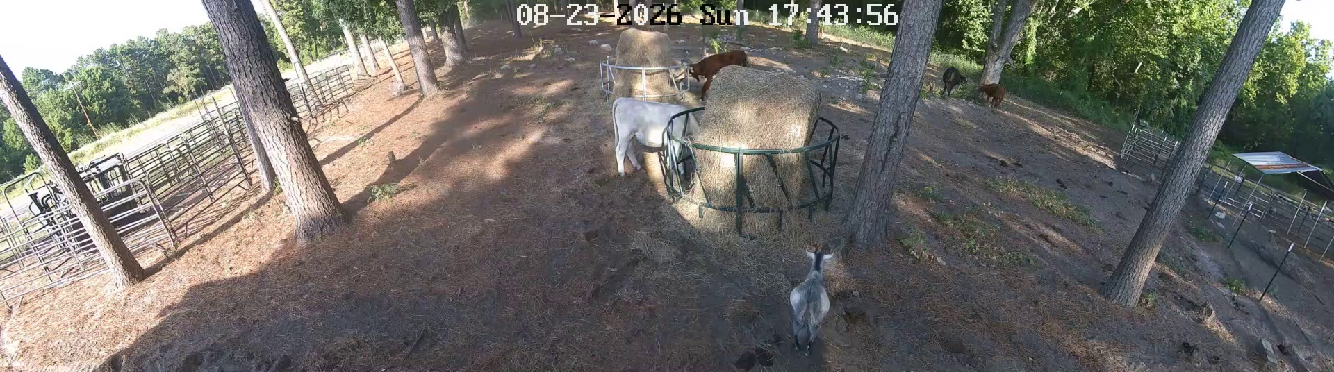 Two goats own Pasture 1 at 5:42!