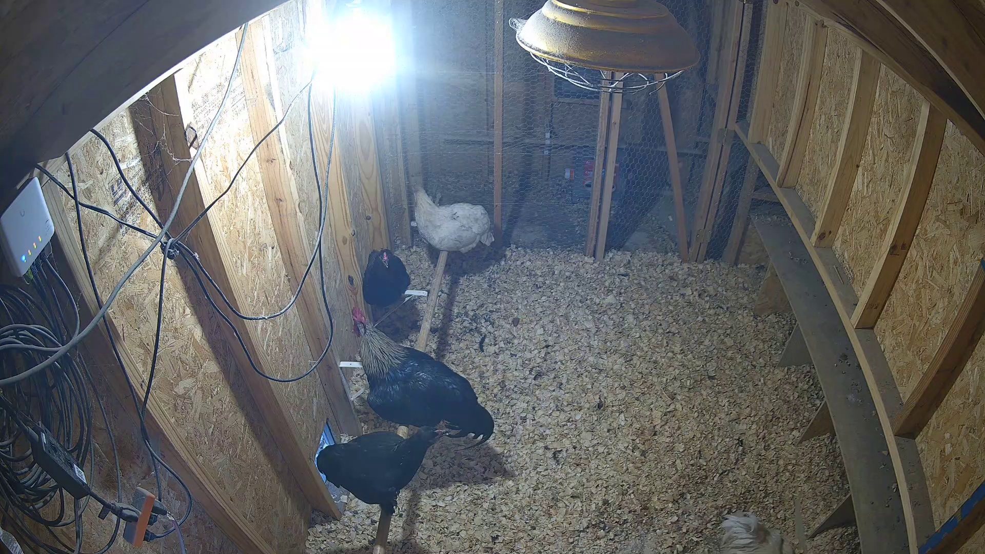 Coop critters on roost