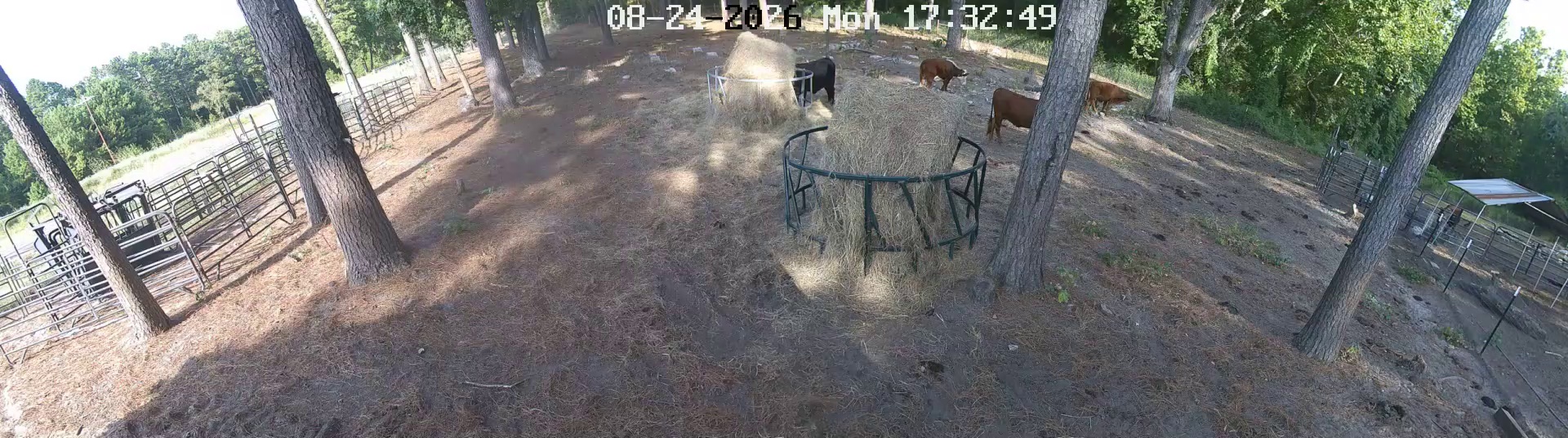 Four cows at hay rings