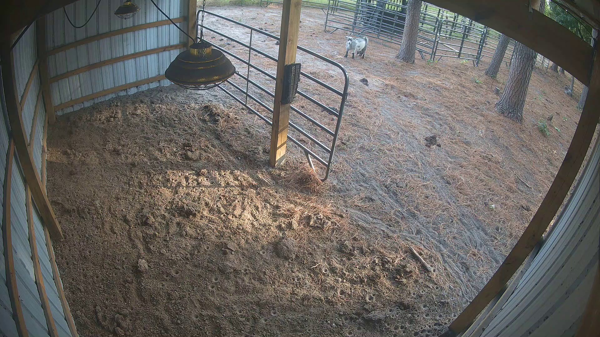 Goat stares, barn empty