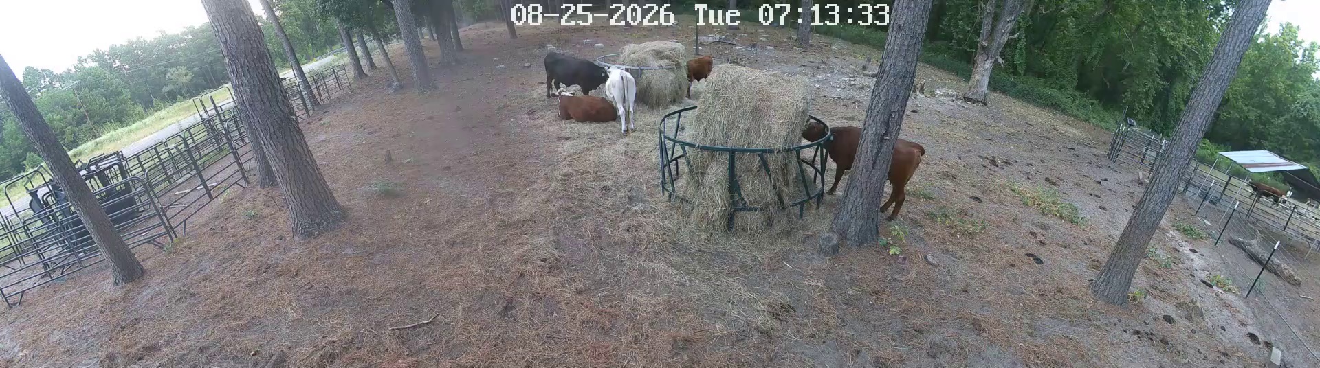 Crowd at the hay ring