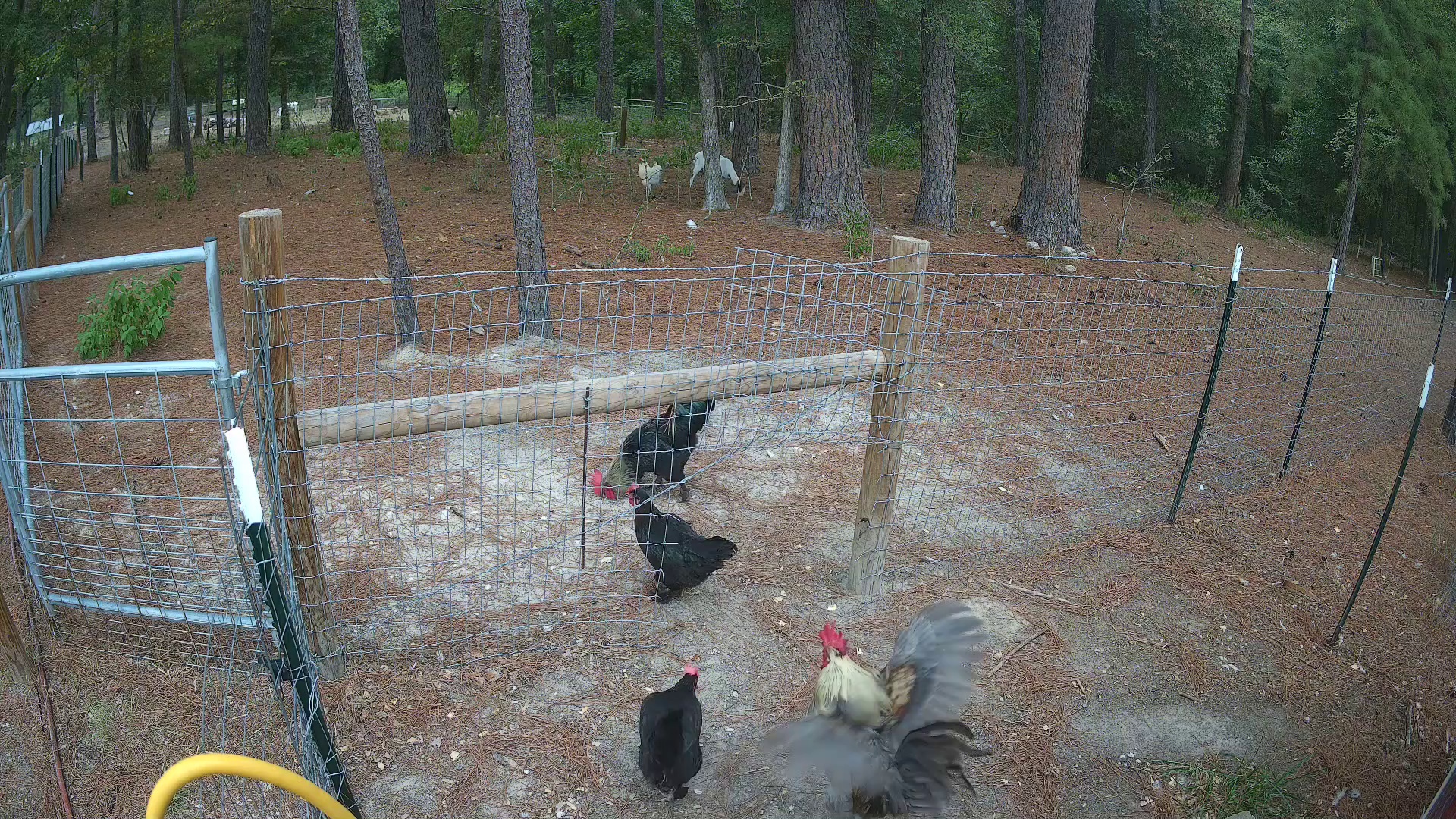 Rooster kicked up dust