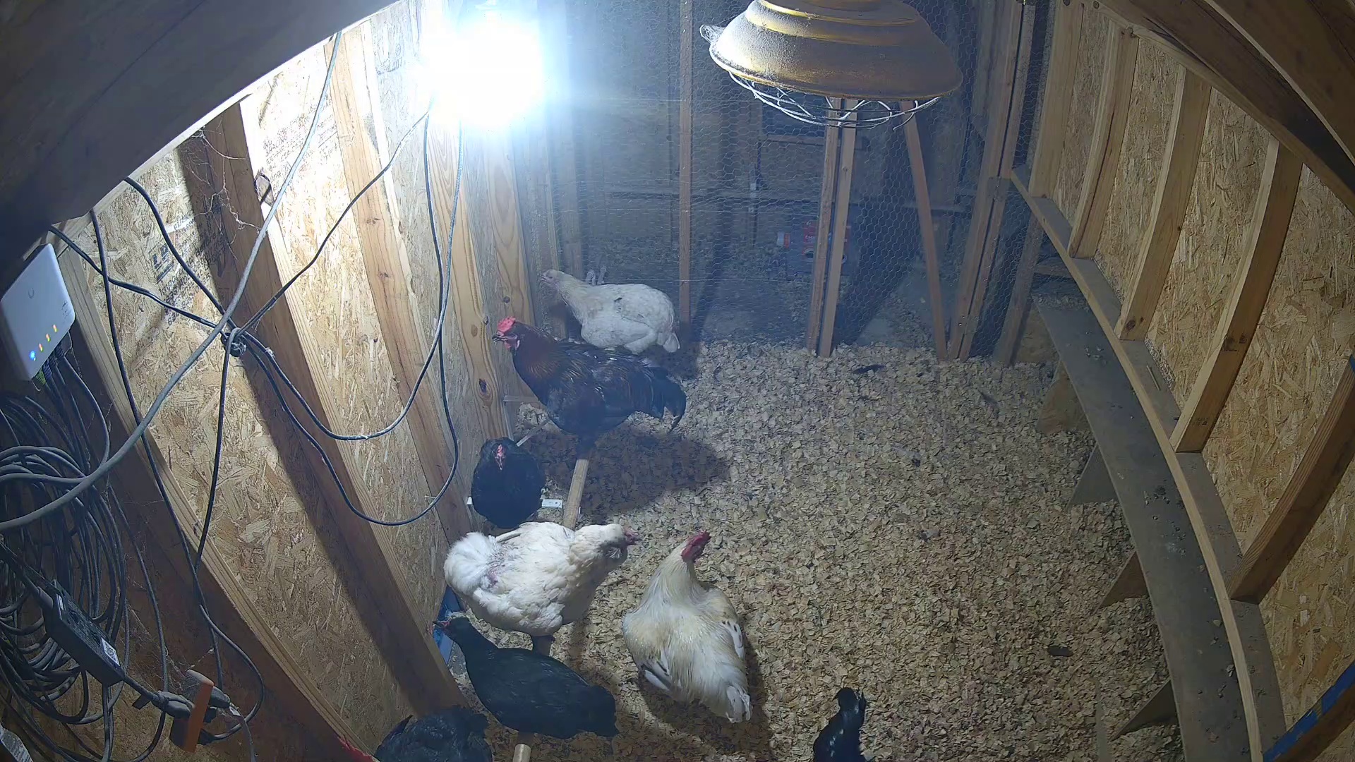 Night shift in the coop