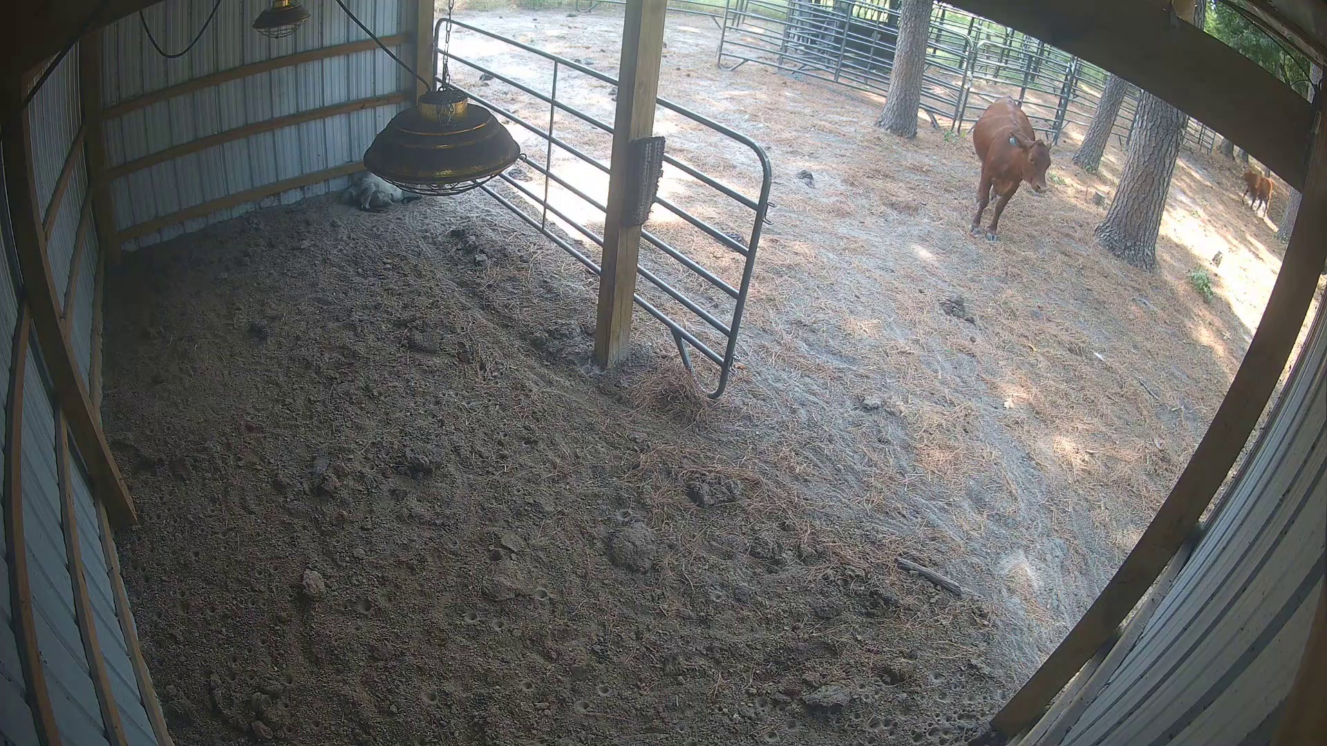Barn nap, pasture stare-down