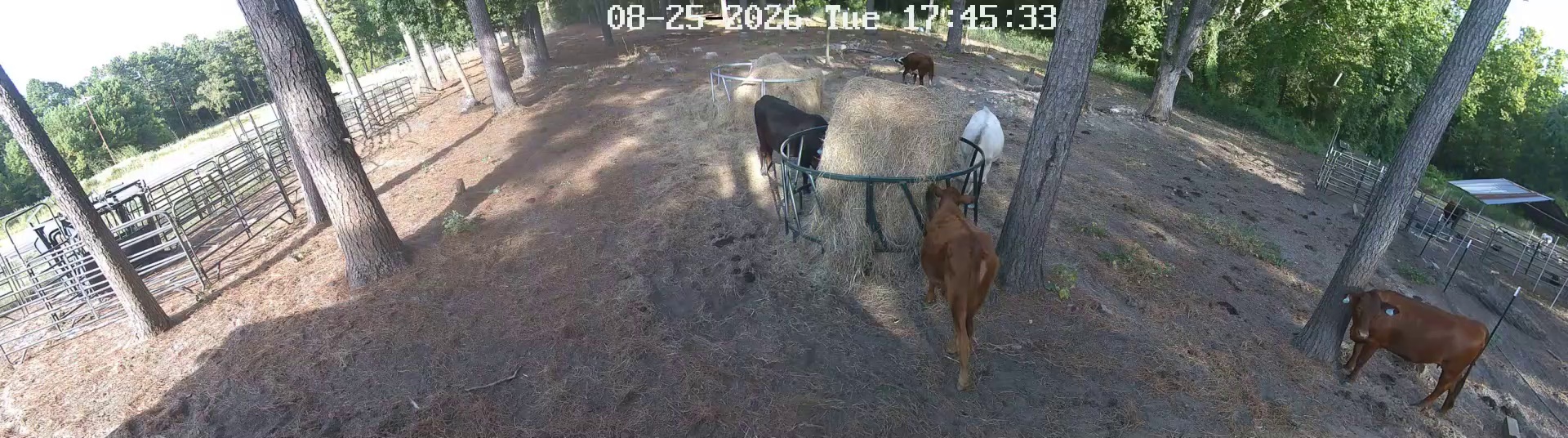 Cows mobbing the hay ring