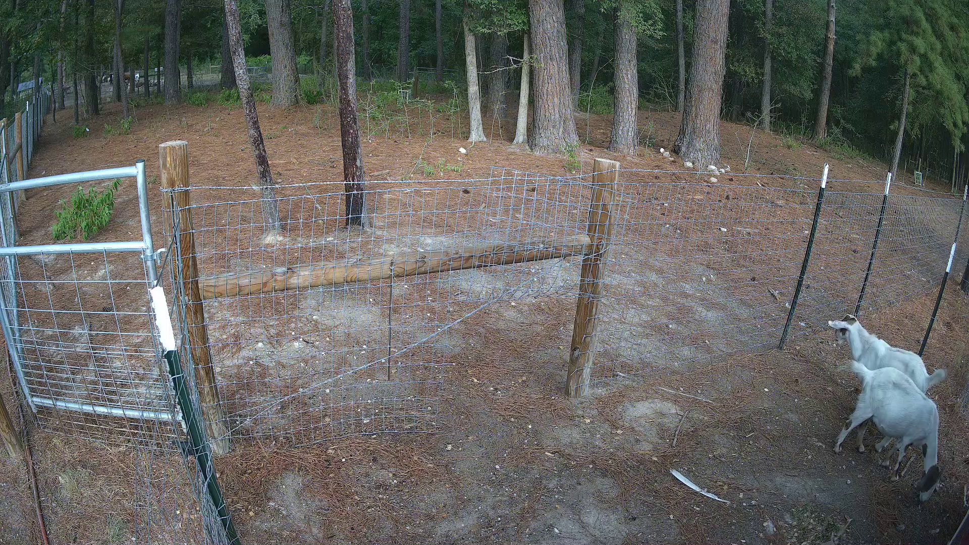 Goats moseying the fence