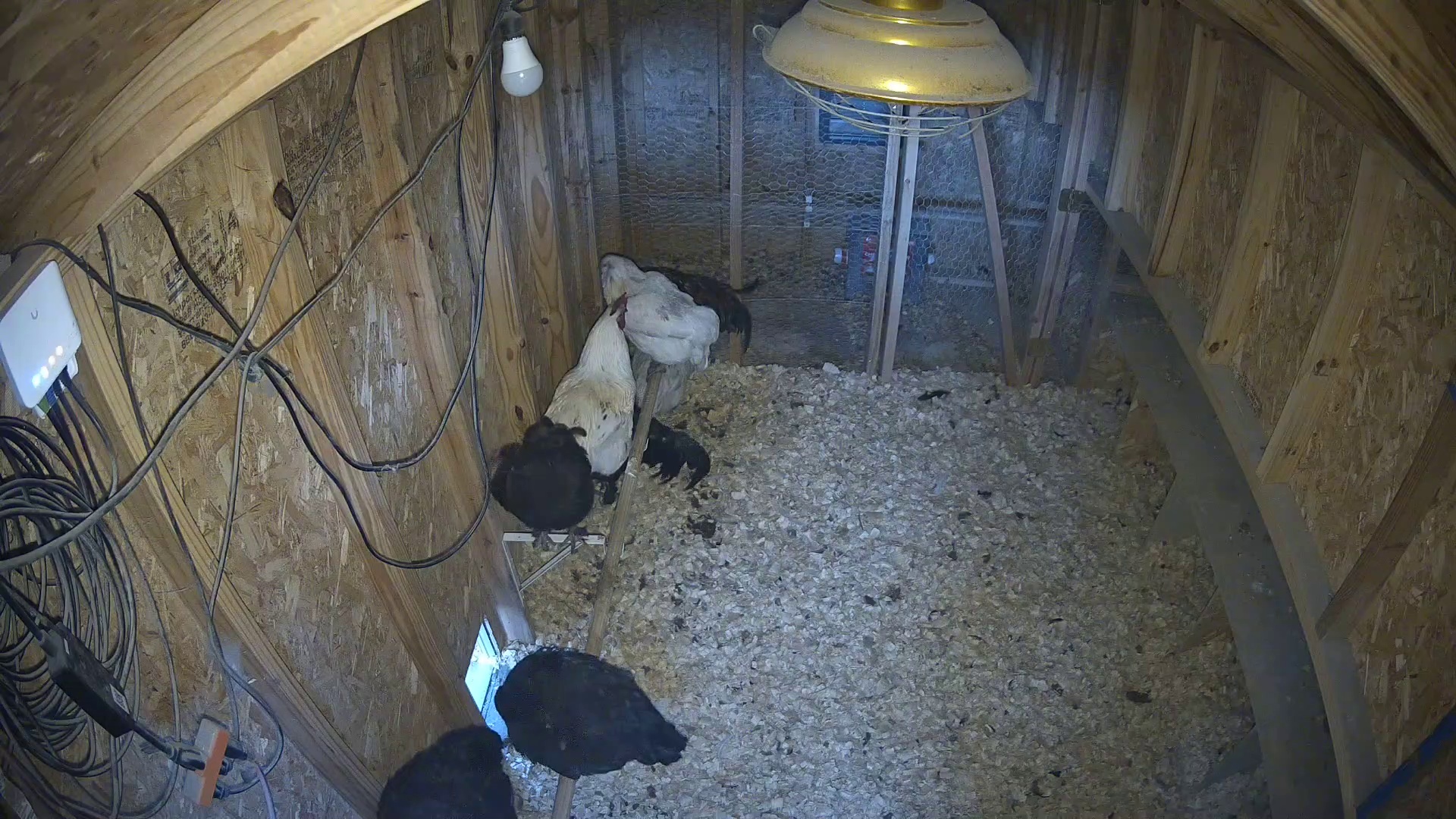 Coop crew already clocked in