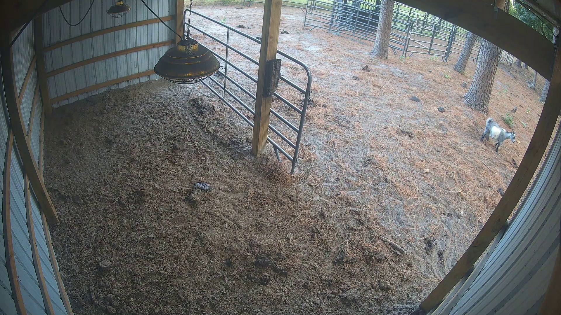 Barn empty, goat moseys