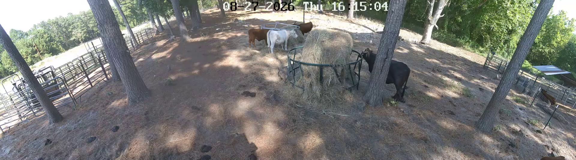 Cows parked at hay ring