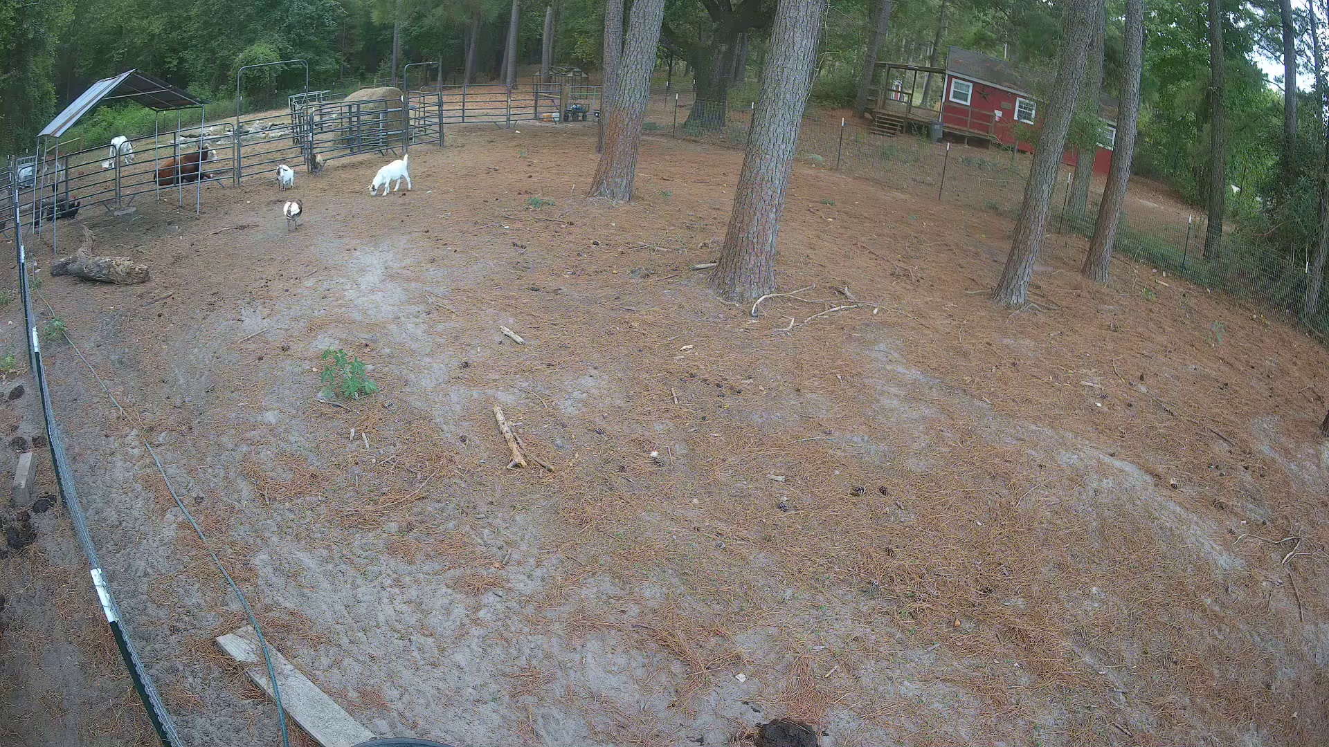 Goats graze, cow loafs