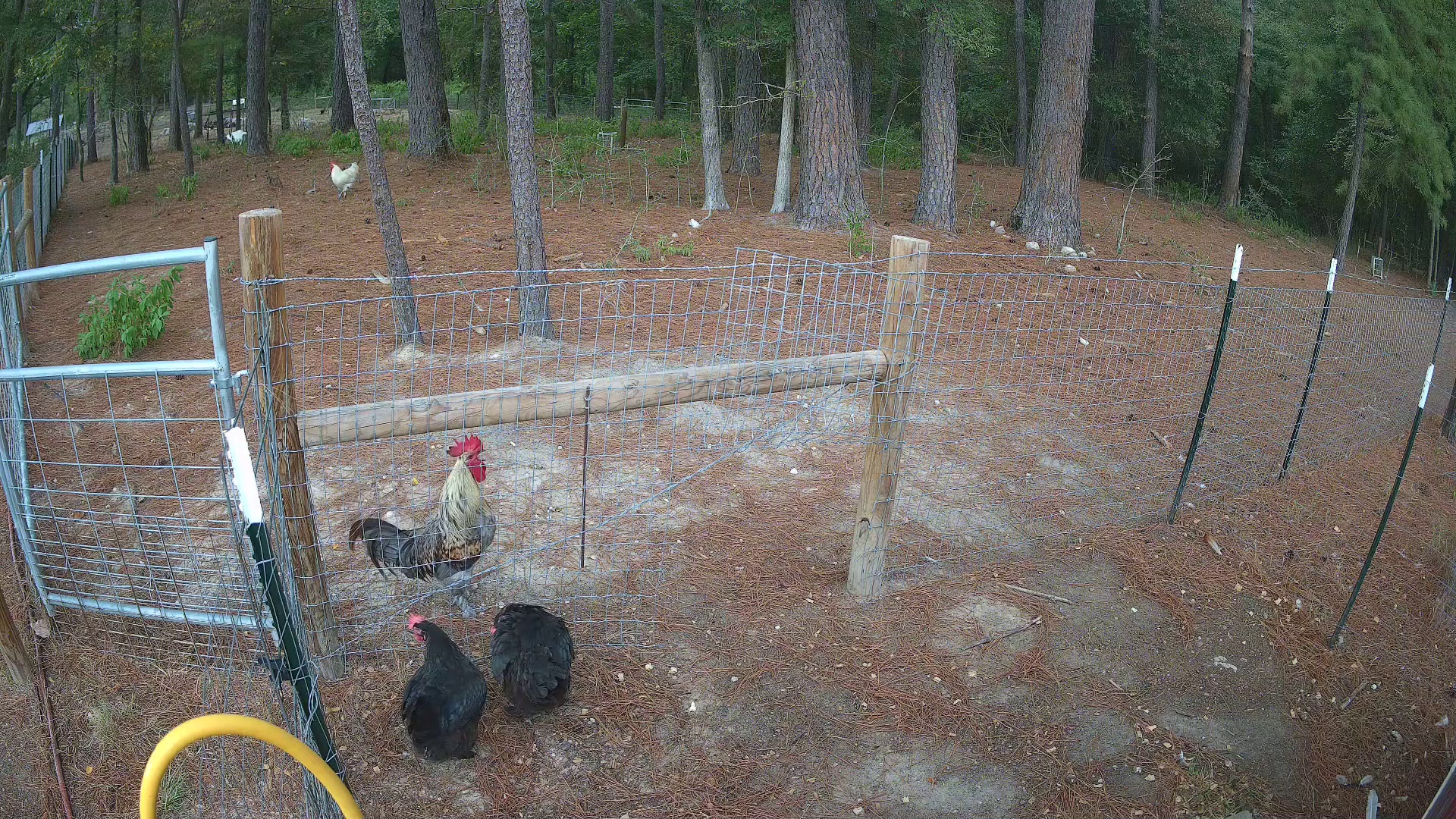 Rooster and hens loitering
