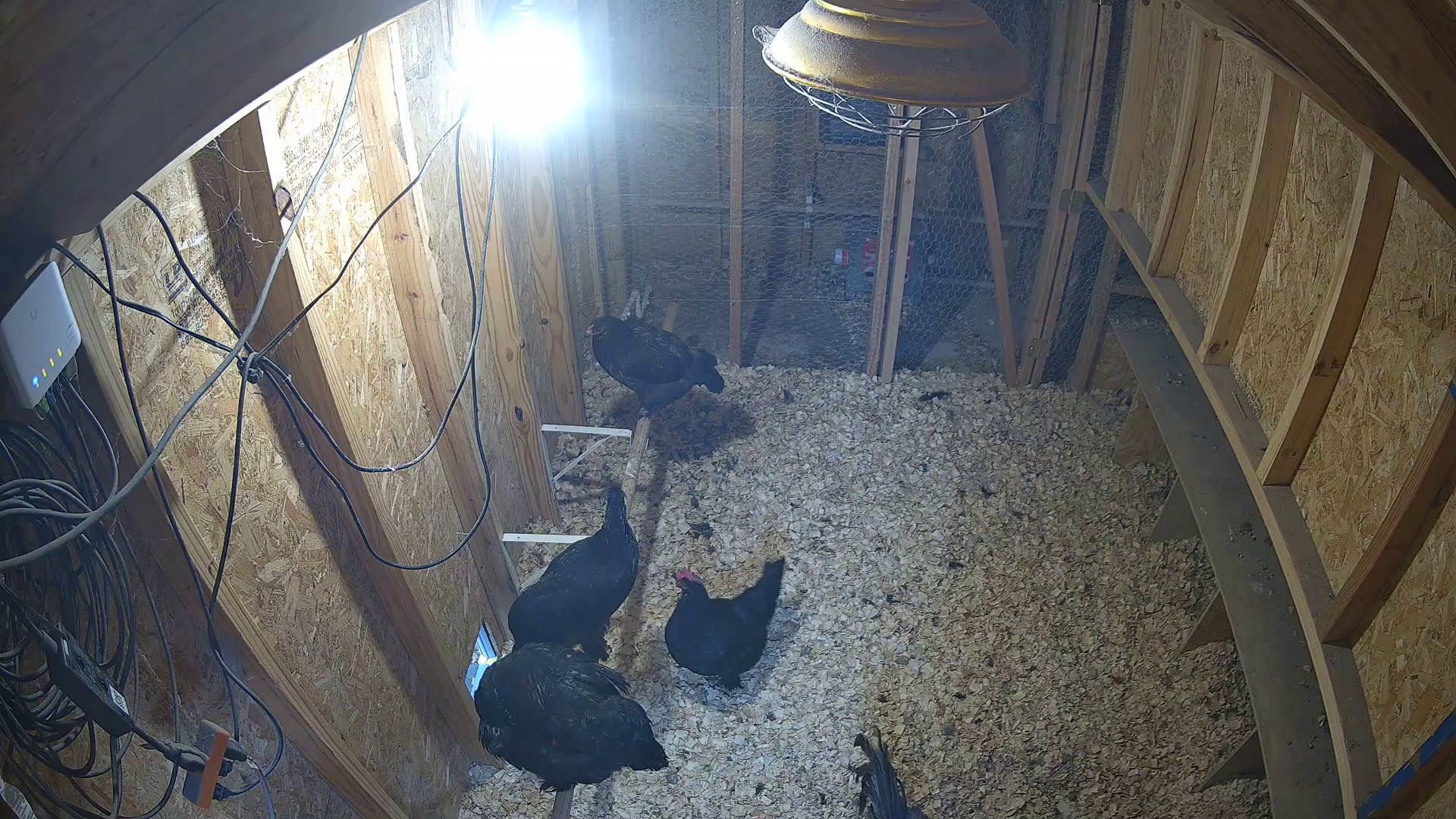 Black hens closing up shop