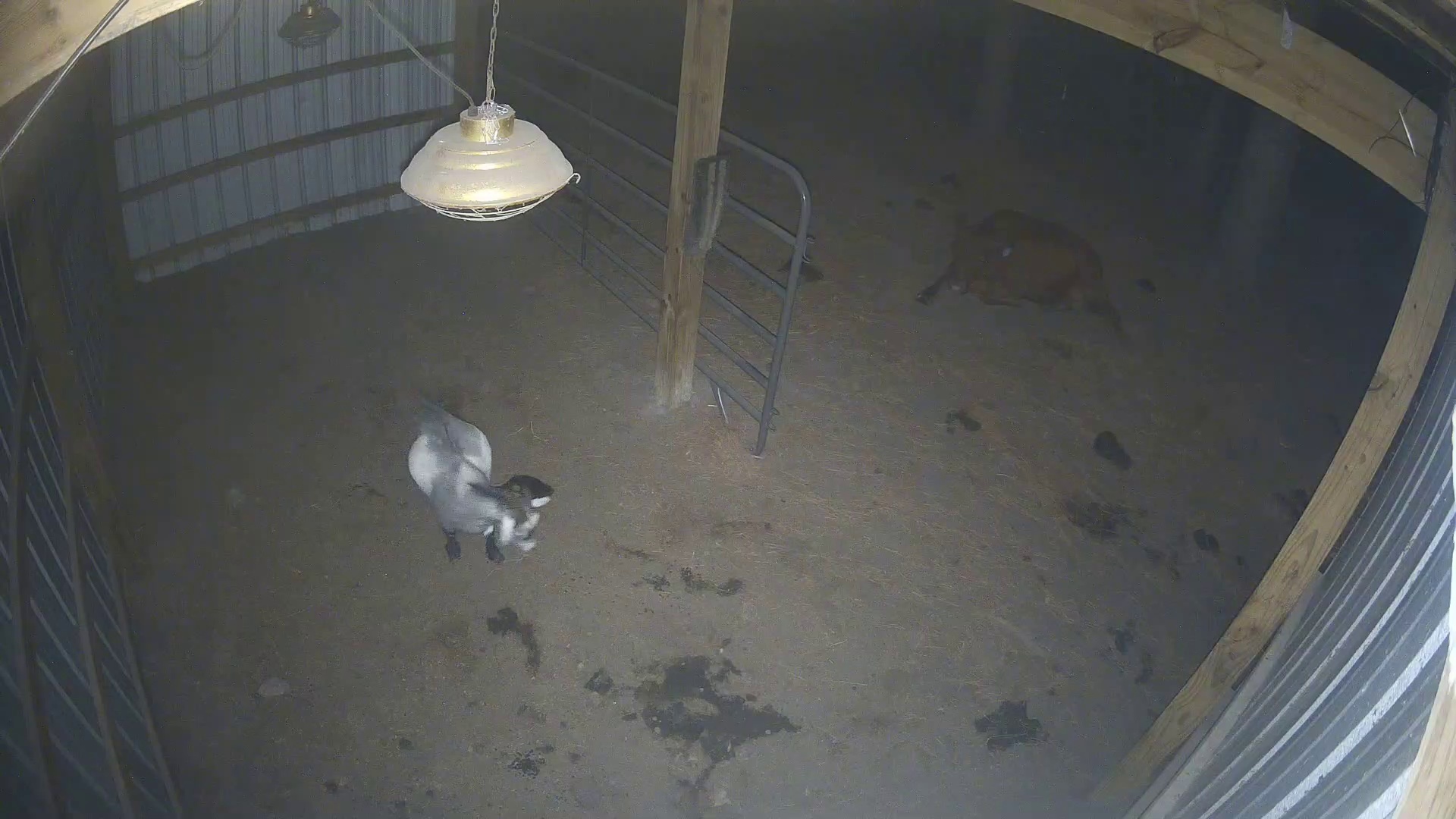 Goat up, cow still napping