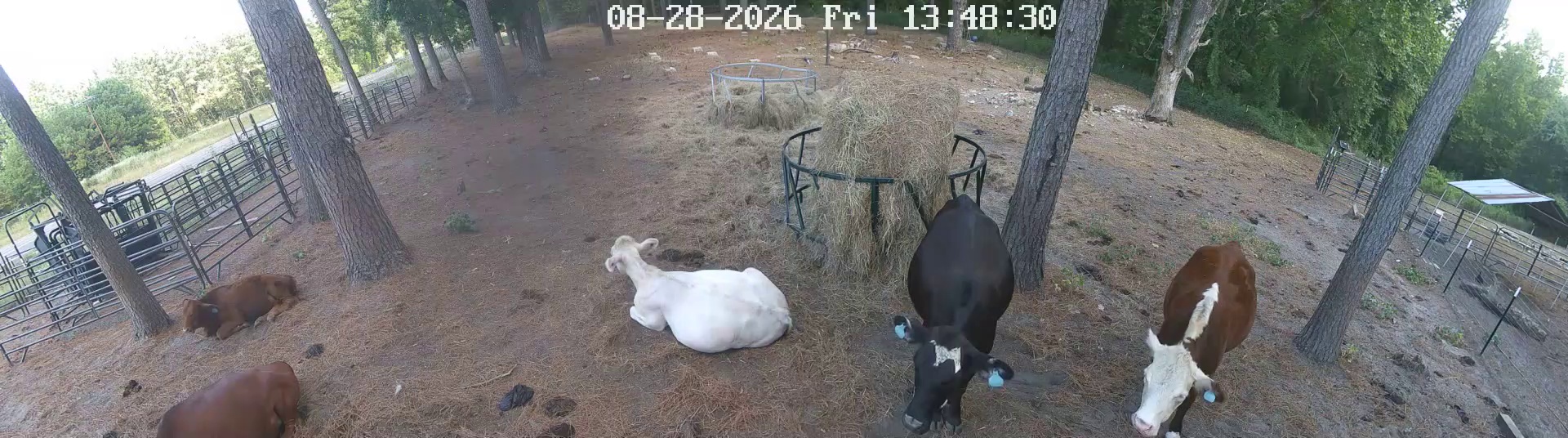 Hay ring loafers posing pretty