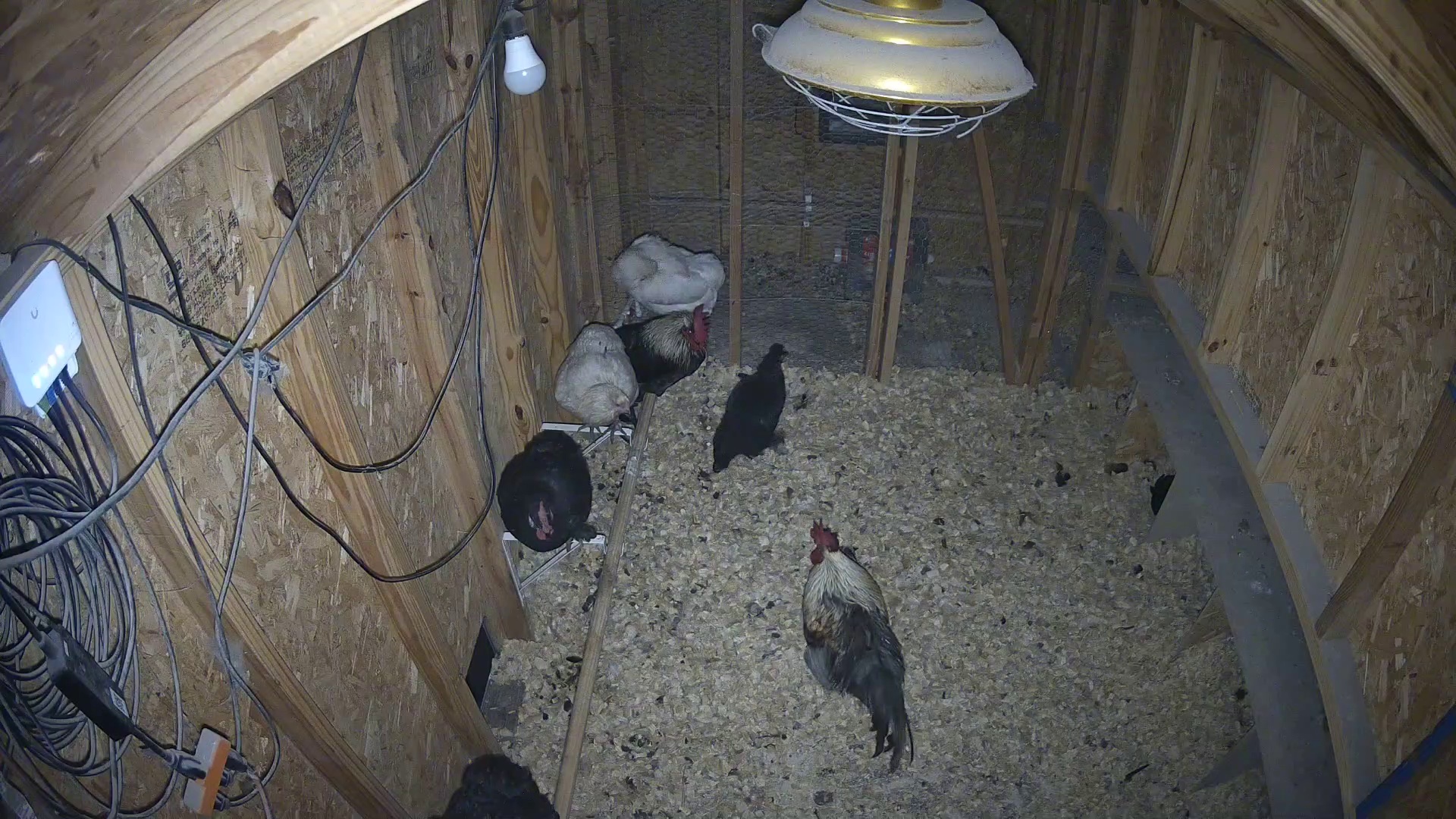 Flock already up at dawn