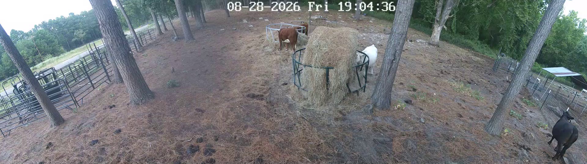 Cows crowding that hay ring
