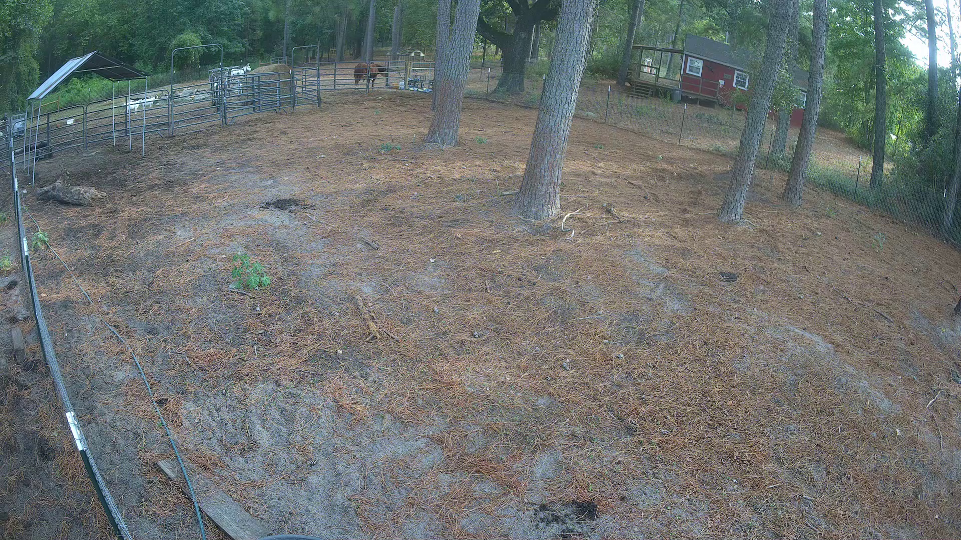 Goats loafing back in pens