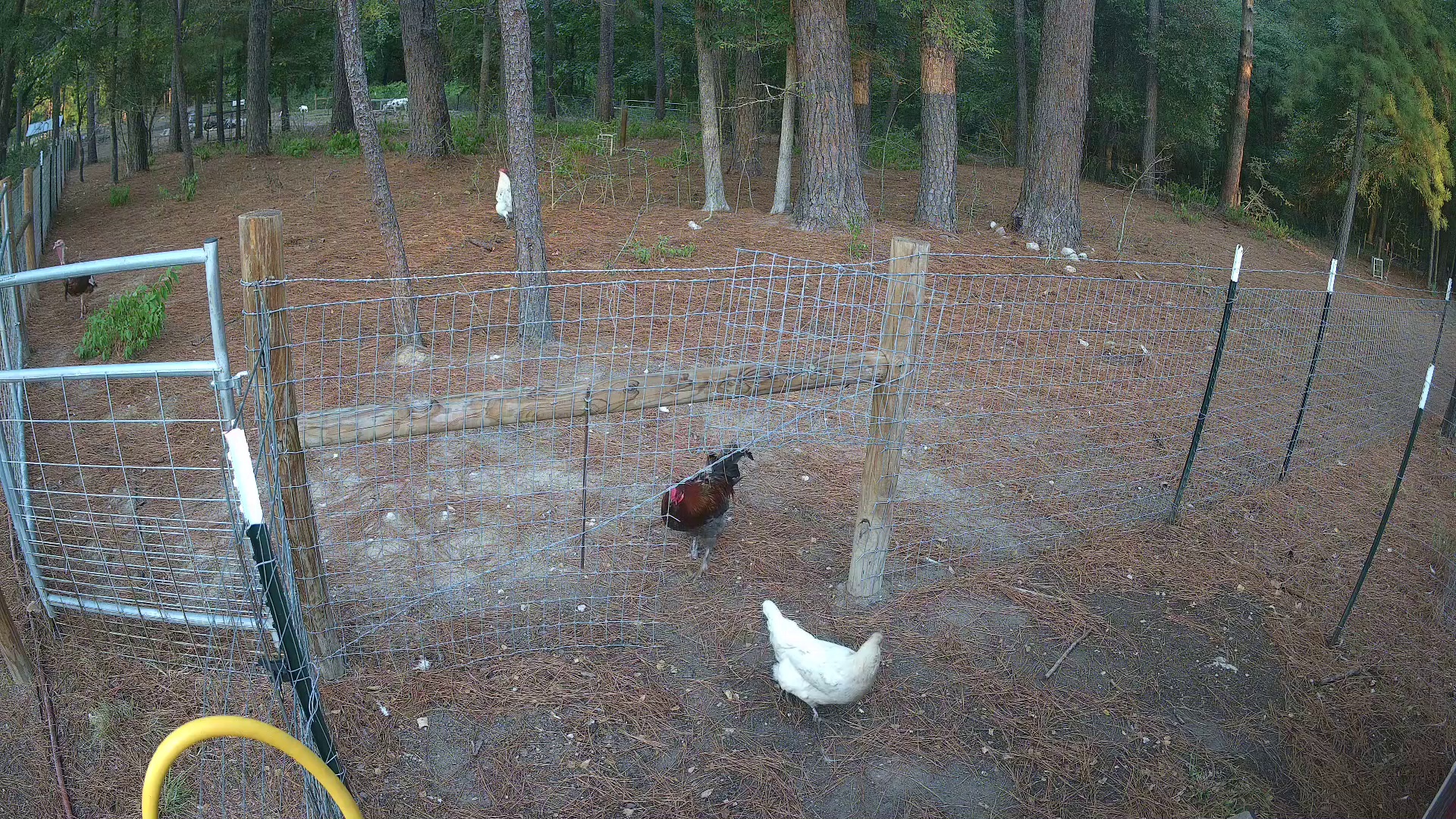 Turkey and chickens on patrol