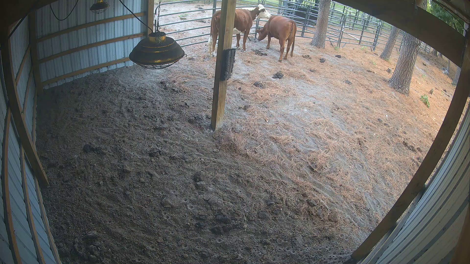 Two cows, barn's empty