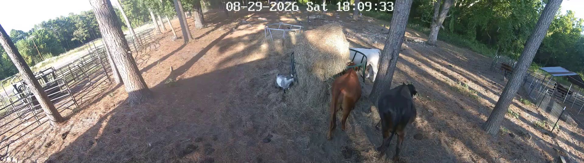 Goat crashed the hay ring