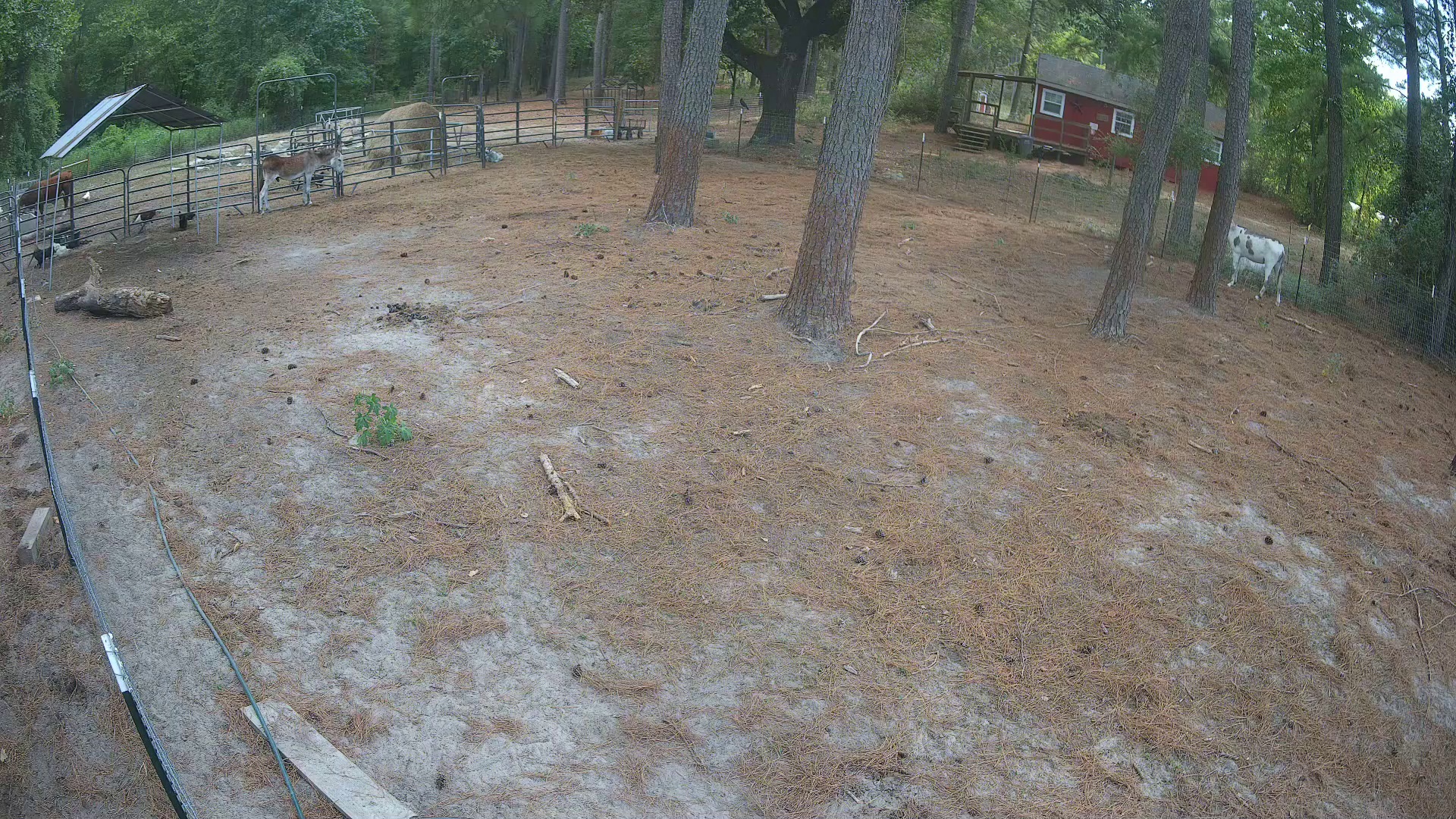 Donkey posted, cows loafing