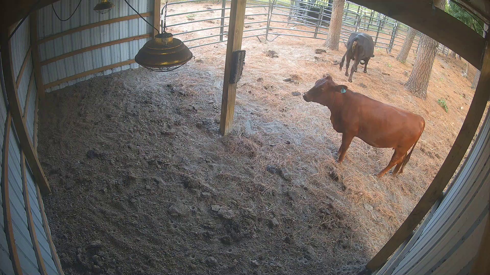 Barn cow, dusty walk-off
