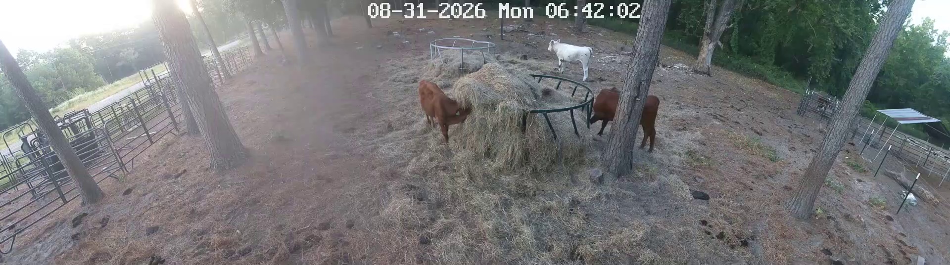 Hay ring&amp;amp;amp;amp;amp;amp;#x27;s already busy