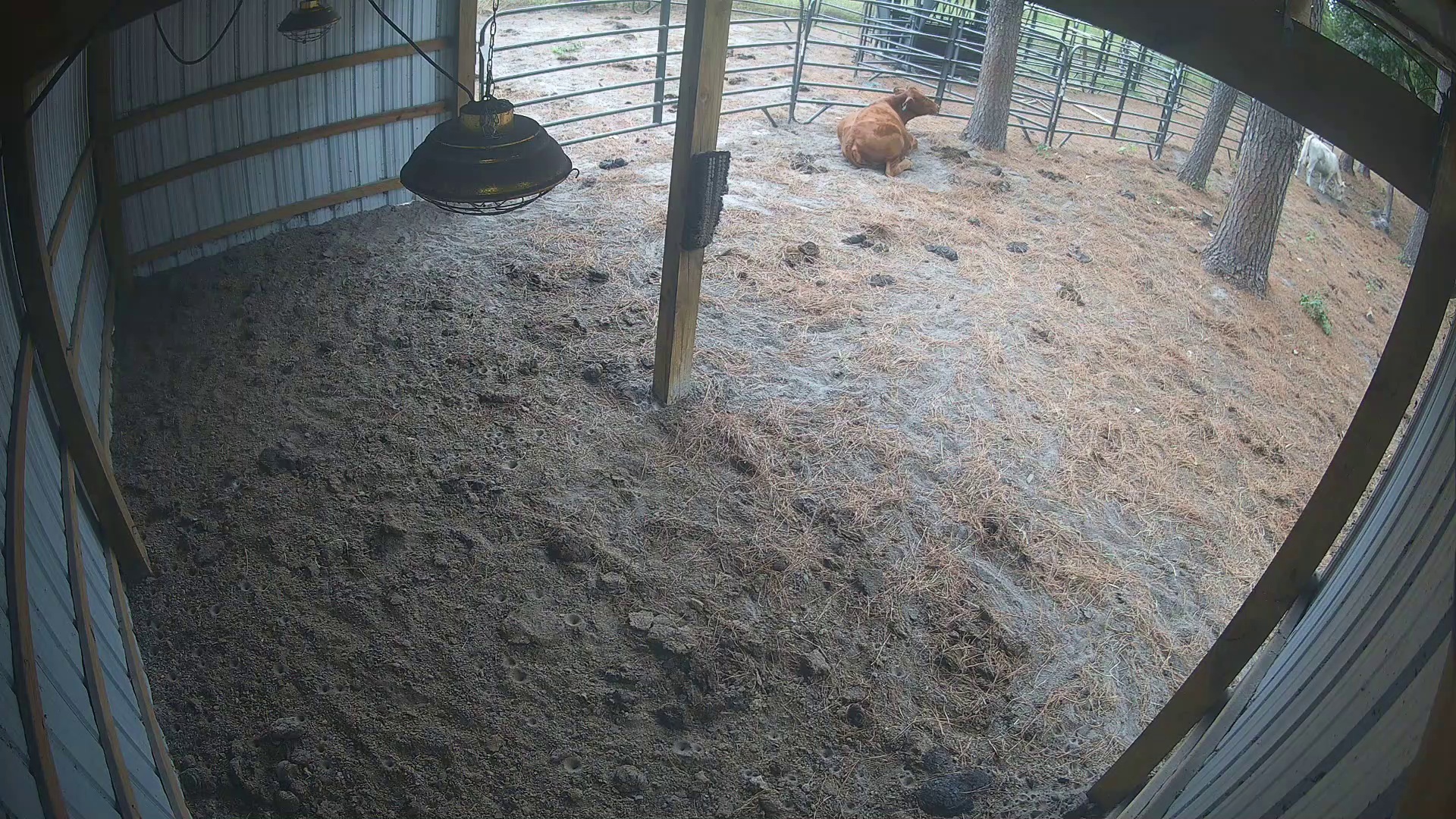 Cow already down for nap