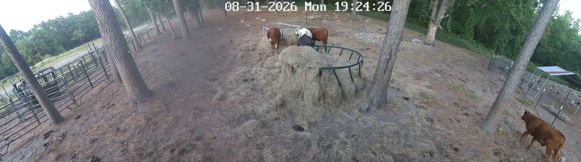 Hay ring crowd one moseying
