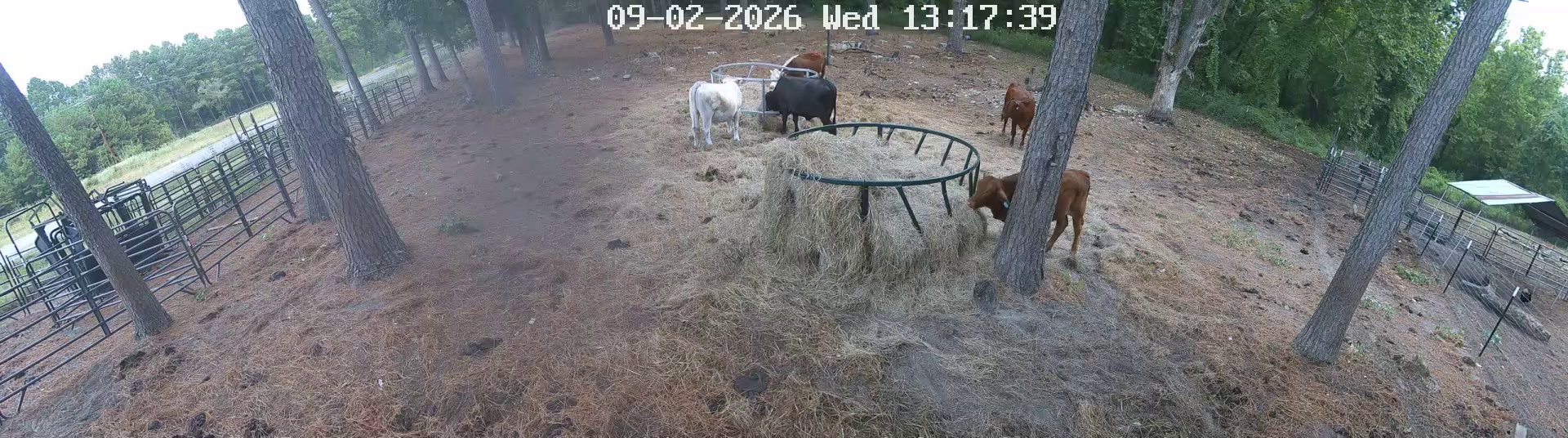 Hay ring's got company