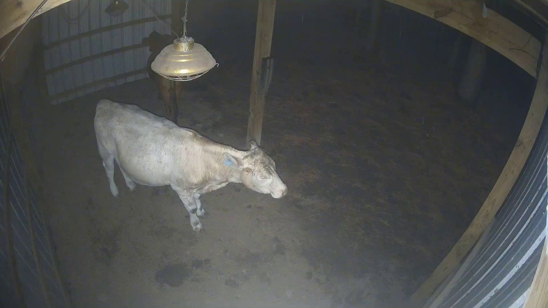 Pale cow under barn lamp