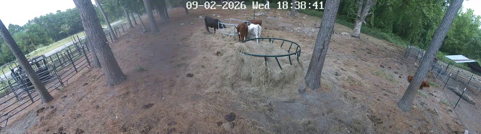 Hay ring supper, some napping