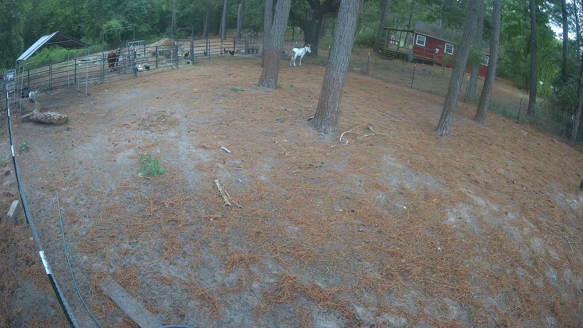 Donkey posing by the pines