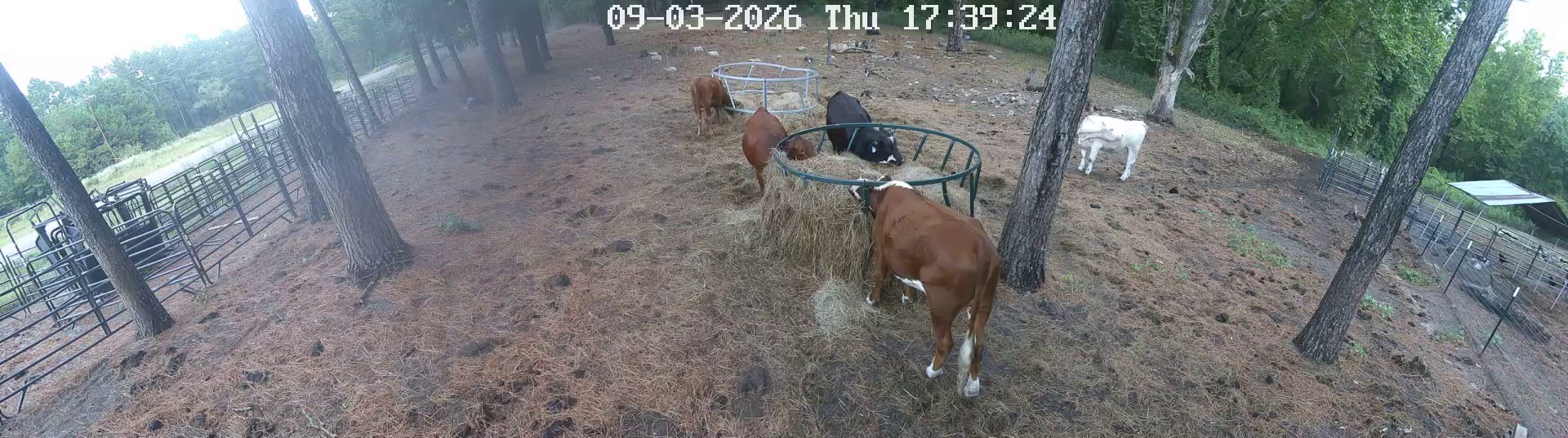 Cows crowded at hay ring