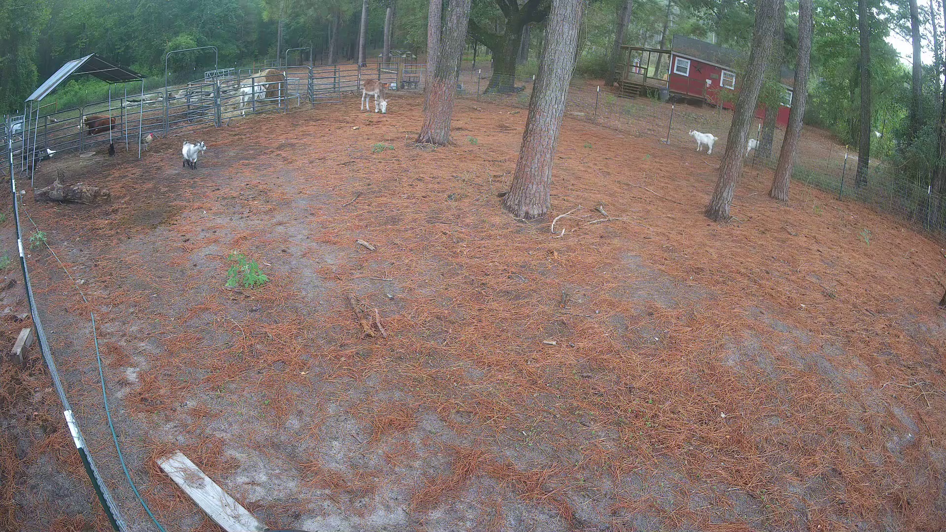 Goats moseyin' the pine lot