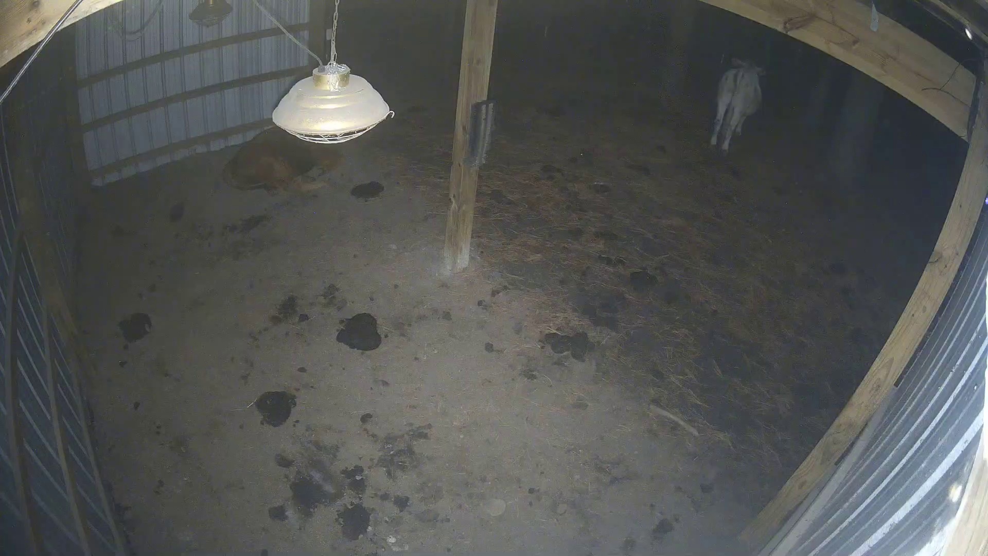 Napper and a barn lurker