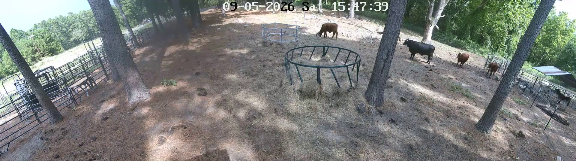 Cows moseying the hay rings