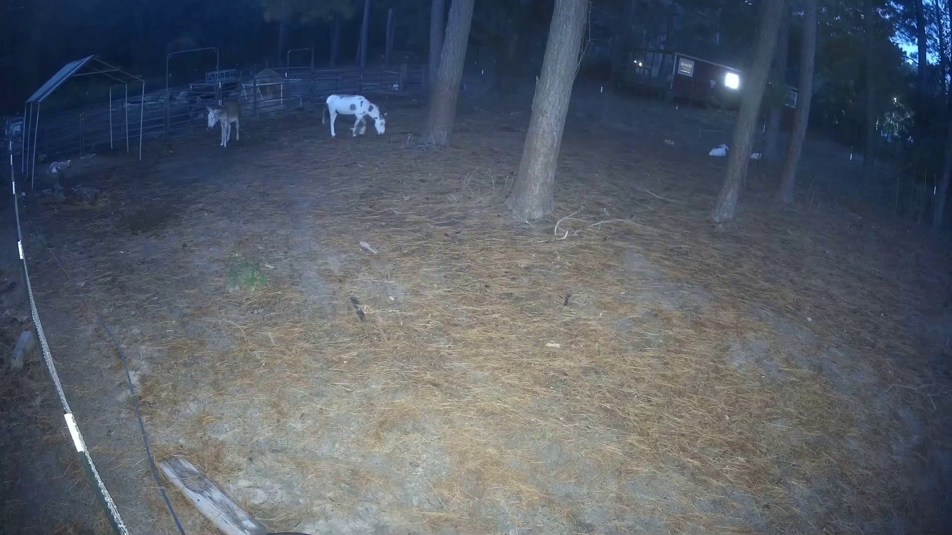 Dawn donkey, spotted grazer
