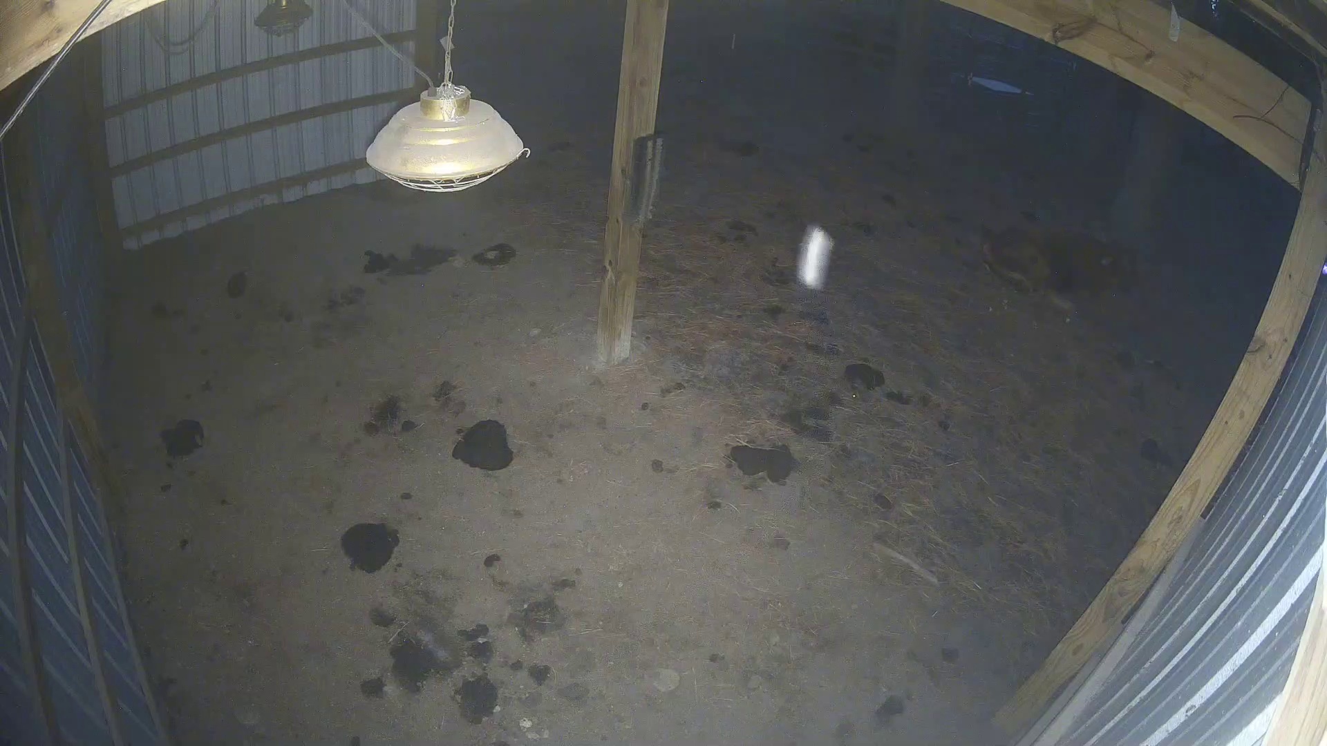 Lone cow sacked out