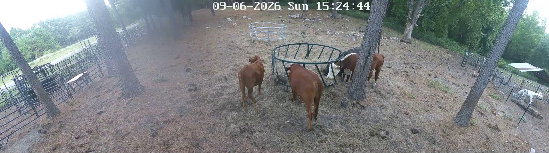 Cows working the hay ring