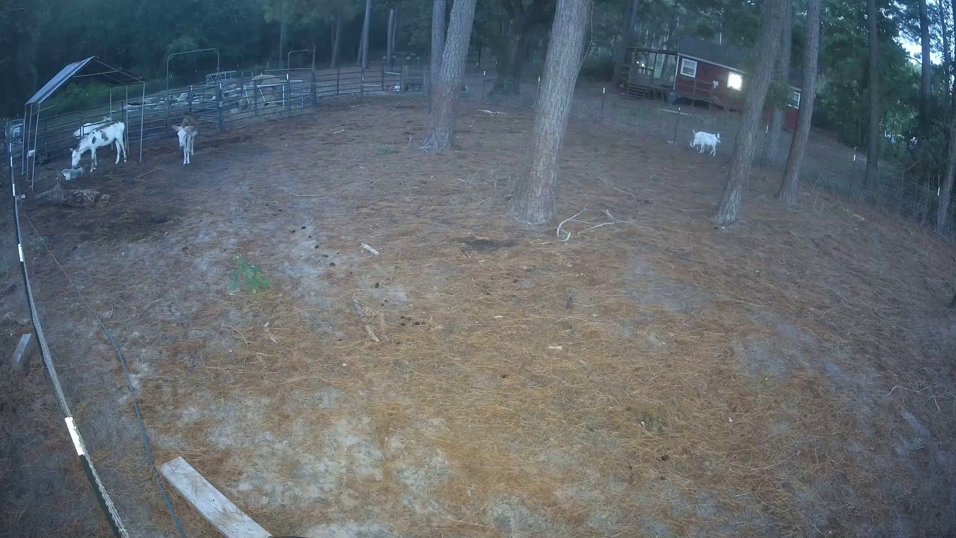 Spotted cow, goats moseying