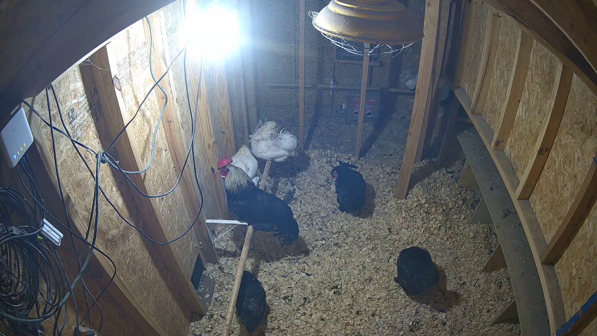 Flock's up before breakfast