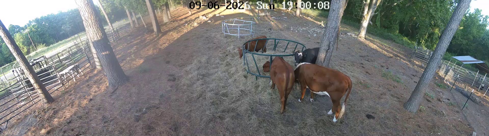 Cows crowding that hay ring
