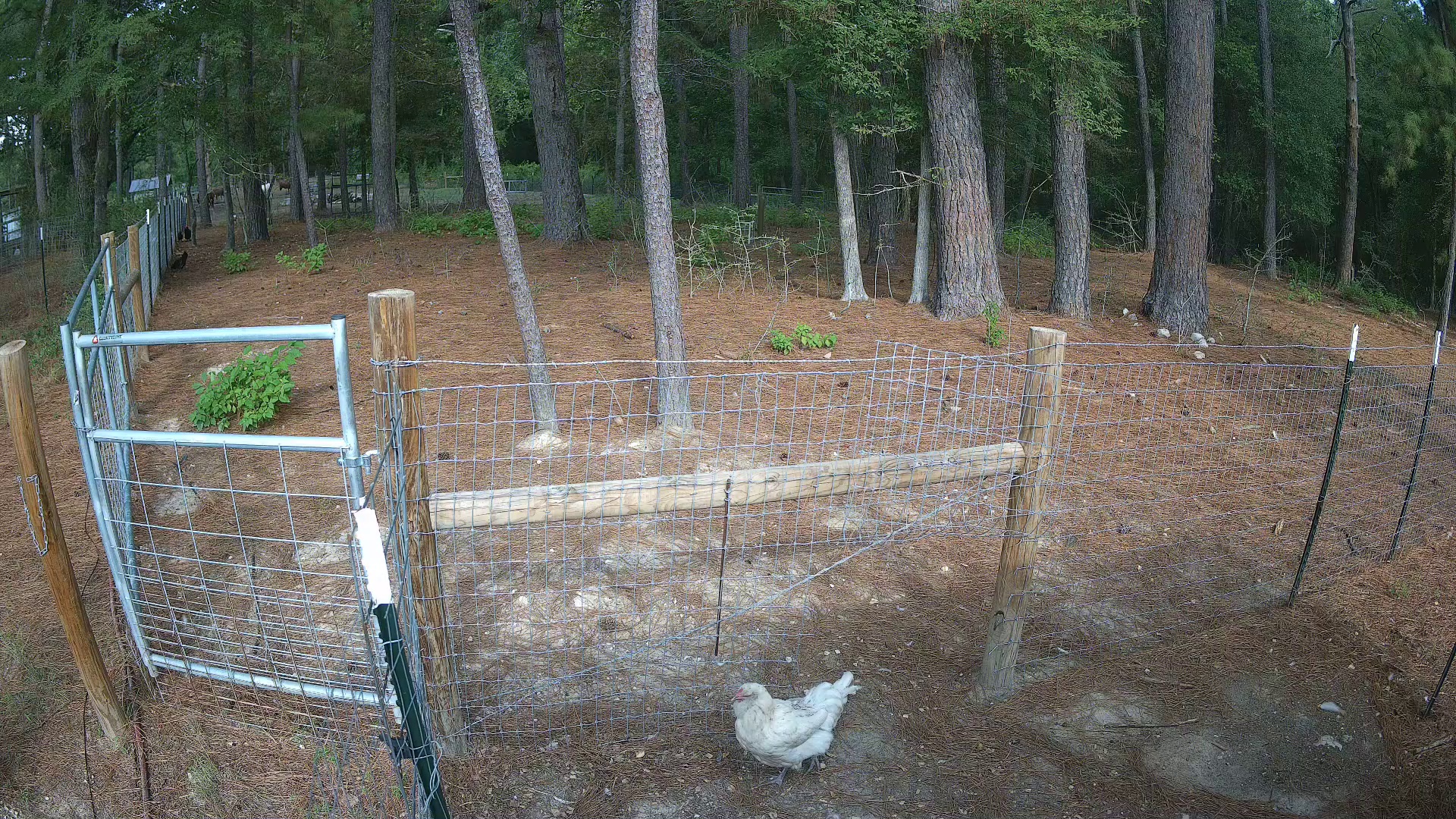 One hen working security